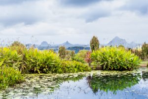 ClientWebCopy-2-of-15-1-300x200 Maleny Botanic Gardens and Bird World, Australia