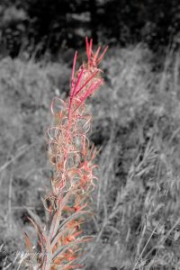ClientWebCopy-12-of-29-1-200x300 _ClientWebCopy (12 of 29)