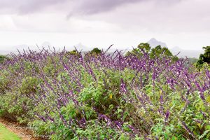 ClientWebCopy-2-of-15-1-300x200 Maleny Botanic Gardens and Bird World, Australia