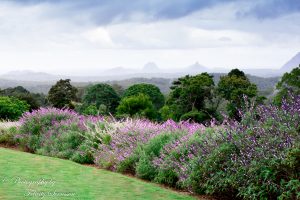 ClientWebCopy-2-of-15-1-300x200 Maleny Botanic Gardens and Bird World, Australia