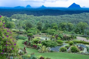 ClientWebCopy-2-of-15-1-300x200 Maleny Botanic Gardens and Bird World, Australia