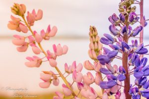 ClientWebCopy-24-of-29-1-300x200 _ClientWebCopy (24 of 29)