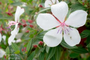 ClientWebCopy-2-of-15-1-300x200 Maleny Botanic Gardens and Bird World, Australia