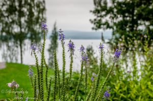 ClientWebCopy-3-of-29-1-300x199 _ClientWebCopy (3 of 29)