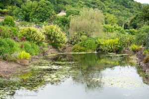 ClientWebCopy-2-of-15-1-300x200 Maleny Botanic Gardens and Bird World, Australia