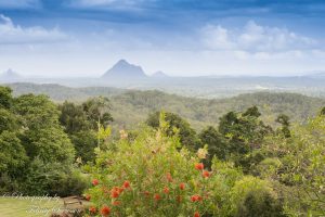 ClientWebCopy-2-of-15-1-300x200 Maleny Botanic Gardens and Bird World, Australia