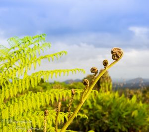 ClientWebCopy-2-of-15-1-300x200 Maleny Botanic Gardens and Bird World, Australia