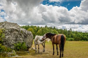 ClientFBCopy-1-of-1-6-2-300x200 Beautiful Sweden