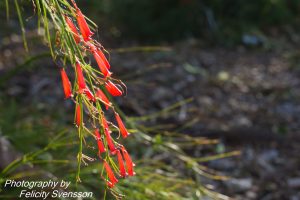 ClientFBCopy-1-of-4-2-300x200 Australian flora