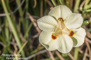 ClientFBCopy-1-of-4-2-300x200 Australian flora