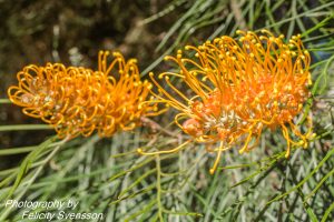 ClientFBCopy-1-of-4-2-300x200 Australian flora