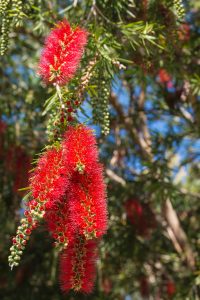 ClientFBCopy-1-of-4-2-300x200 Australian flora