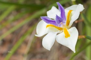 ClientFBCopy-1-of-4-2-300x200 Australian flora