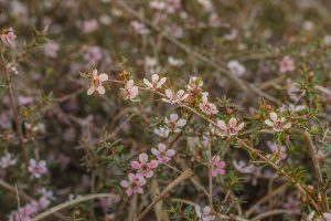 ClientFBCopy-1-of-4-2-300x200 Australian flora