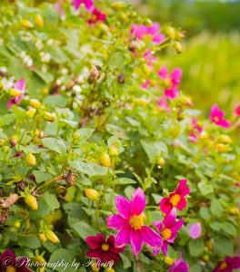 ClientWebCopy-8-of-15-264x300 _ClientWebCopy (8 of 15)