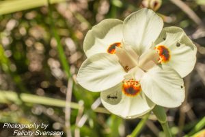 ClientFBCopy-1-of-4-2-300x200 Australian flora