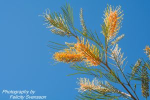 ClientFBCopy-1-of-4-2-300x200 Australian flora