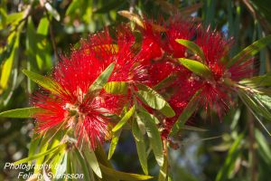 ClientFBCopy-1-of-4-2-300x200 Australian flora