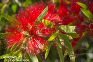 ClientFBCopy-1-of-4-2-300x200 Australian flora