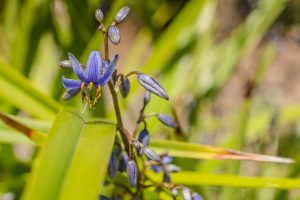 ClientFBCopy-1-of-4-2-300x200 Australian flora