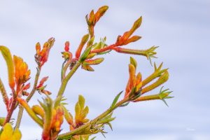 ClientFBCopy-1-of-4-2-300x200 Australian flora