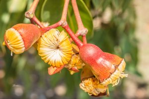 ClientFBCopy-1-of-4-2-300x200 Australian flora