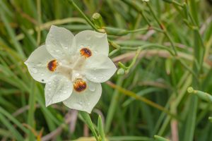 ClientFBCopy-1-of-4-2-300x200 Australian flora