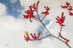 ClientFBCopy-1-of-4-2-300x200 Australian flora