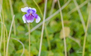 ClientFBCopy-1-of-4-2-300x200 Australian flora