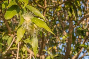 ClientFBCopy-1-of-4-2-300x200 Australian flora