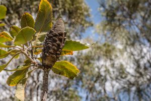 ClientFBCopy-1-of-4-2-300x200 Australian flora